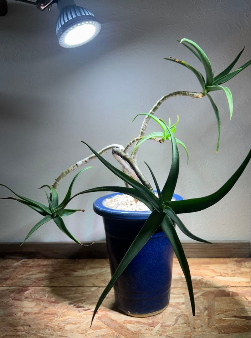 特大　アロエ　ストリアツラ　特殊樹形　陶器鉢のまま発送　ドライガーデン