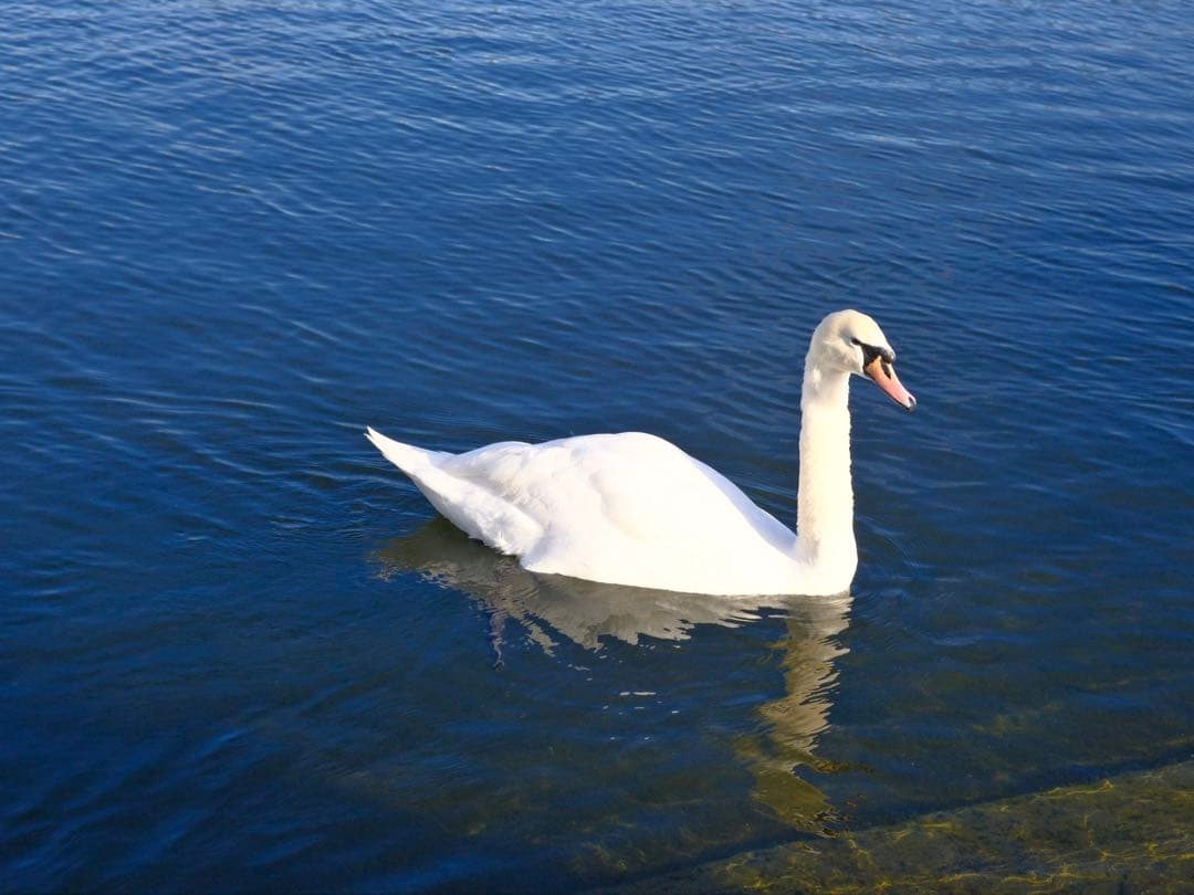 FUJIFILM X-T50 デジタル一眼レフカメラ