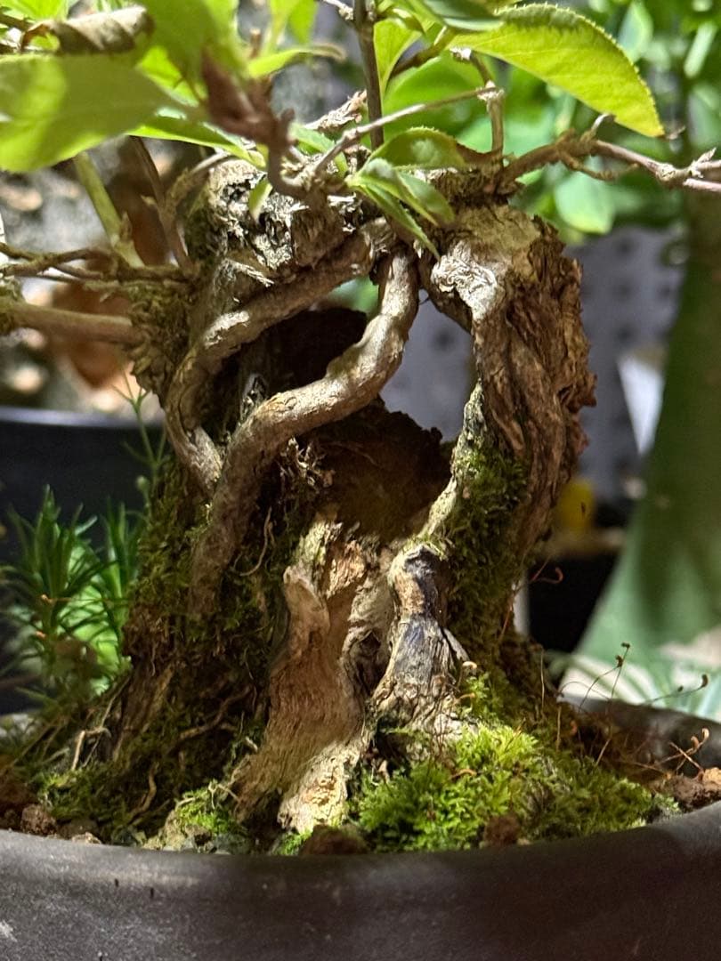 空木(ウツギ) 盆栽　QUTOTEN鉢