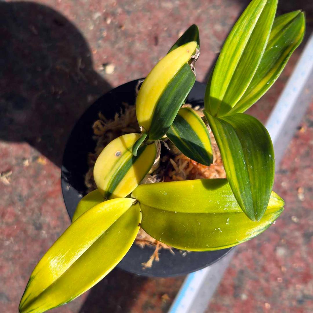 ✨️Den. ギンギアナム縞柄進化系✨️ 最上株をお届け