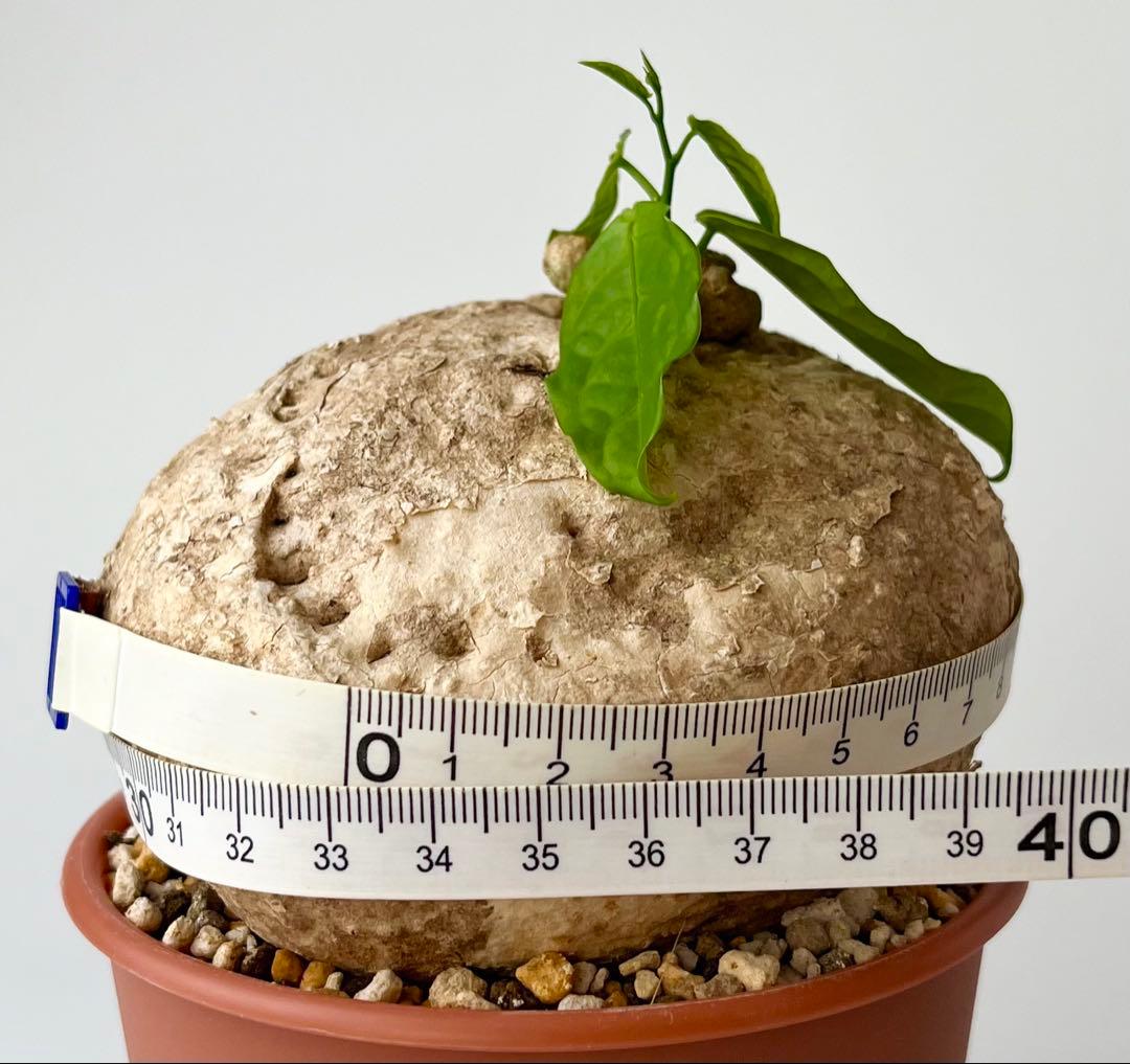 【激レア/大株/塊根植物】アデニア ペナンギアナ 鉢植え