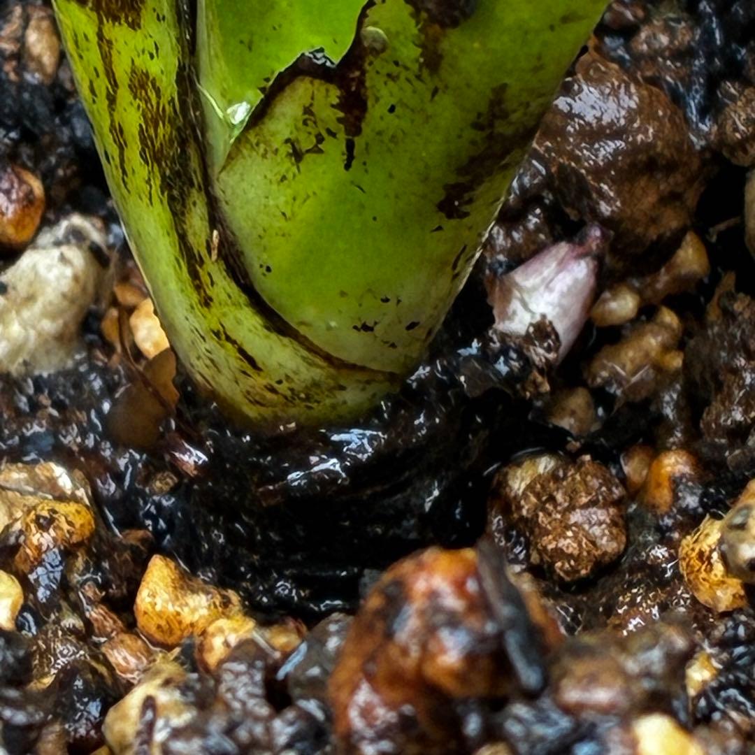 i*u様 3436☘️花タグ付☘️鶯利休⭐️しっかりカラー⭐️コロコロカップ⭐️