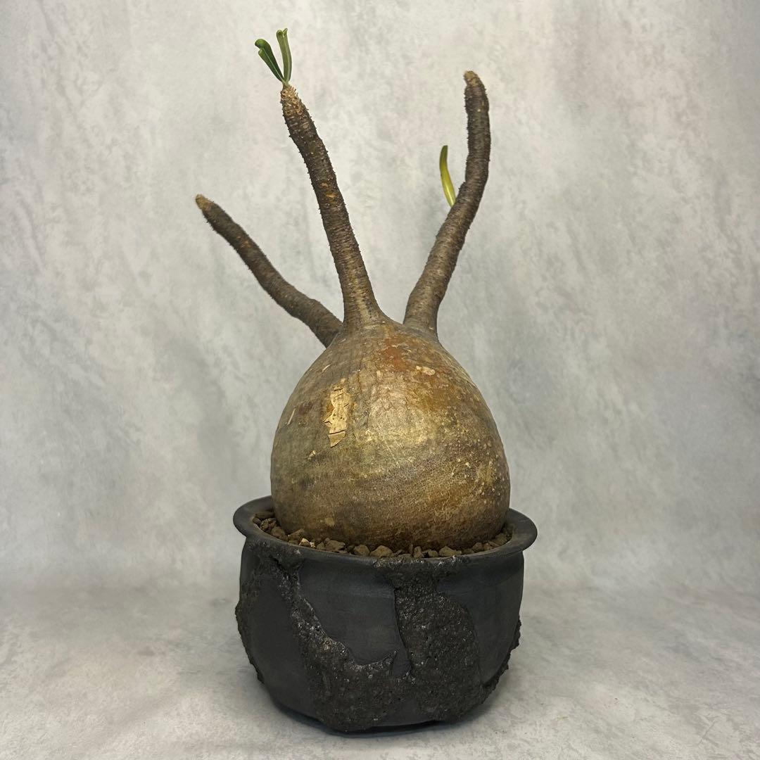 パキポディウム グラキリス 4.5号鉢入り(信楽焼)現地球 塊根植物