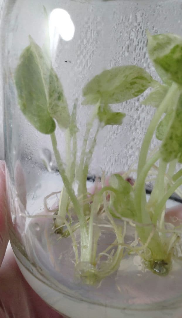 アロカシア ドラゴンスケールミント 6本セット