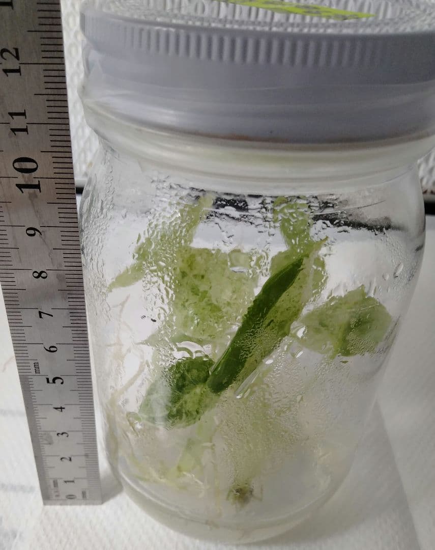 アロカシア ドラゴンスケールミント 6本セット