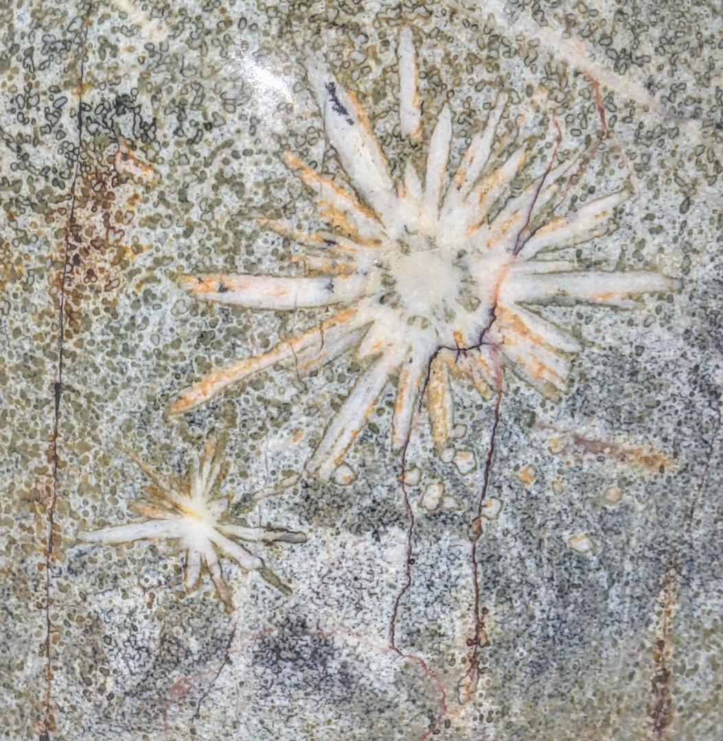 菊花石 梨地に糸菊　根尾 鑑賞石 水石 　文化財級　小林宗閑箱書き　在銘台座