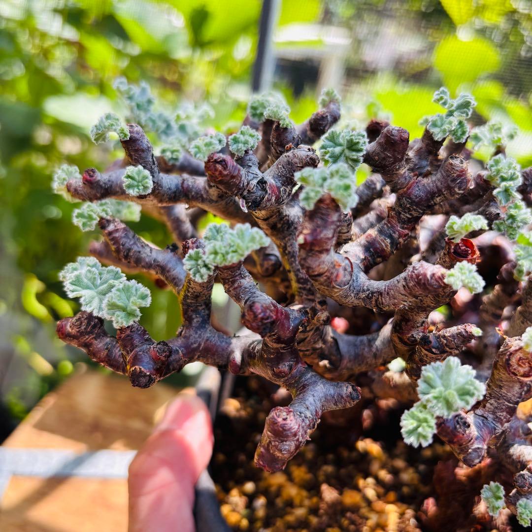 SALE！バランス最高株 休眠明け ペラルゴニウム ミラビレ 現地株 現地球