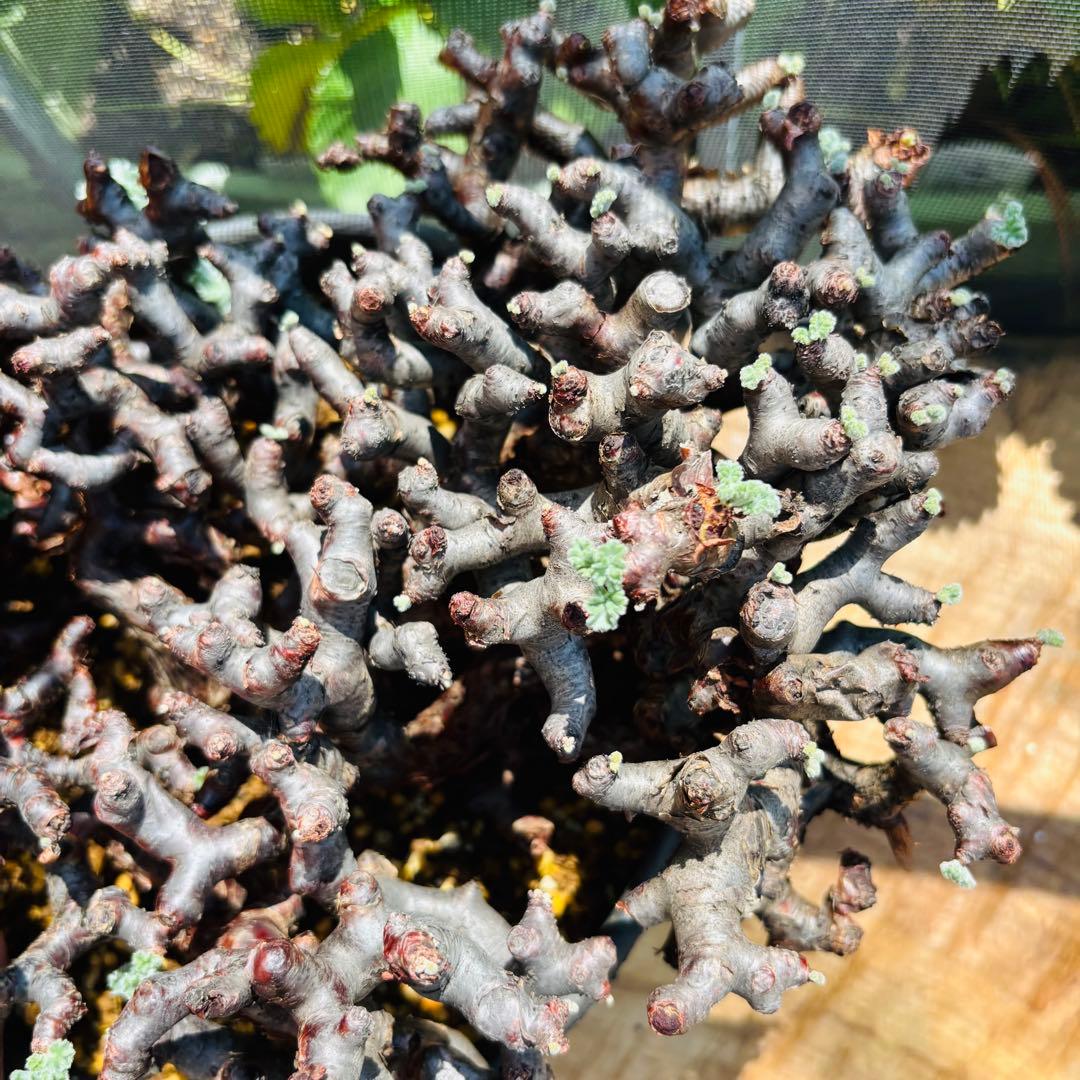 SALE！バランス最高株 休眠明け ペラルゴニウム ミラビレ 現地株 現地球