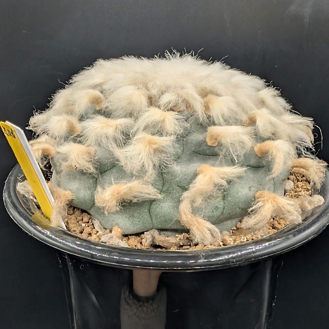 B*k様 ロホホラ 烏羽玉 鉢植え メルカリ便送料込み