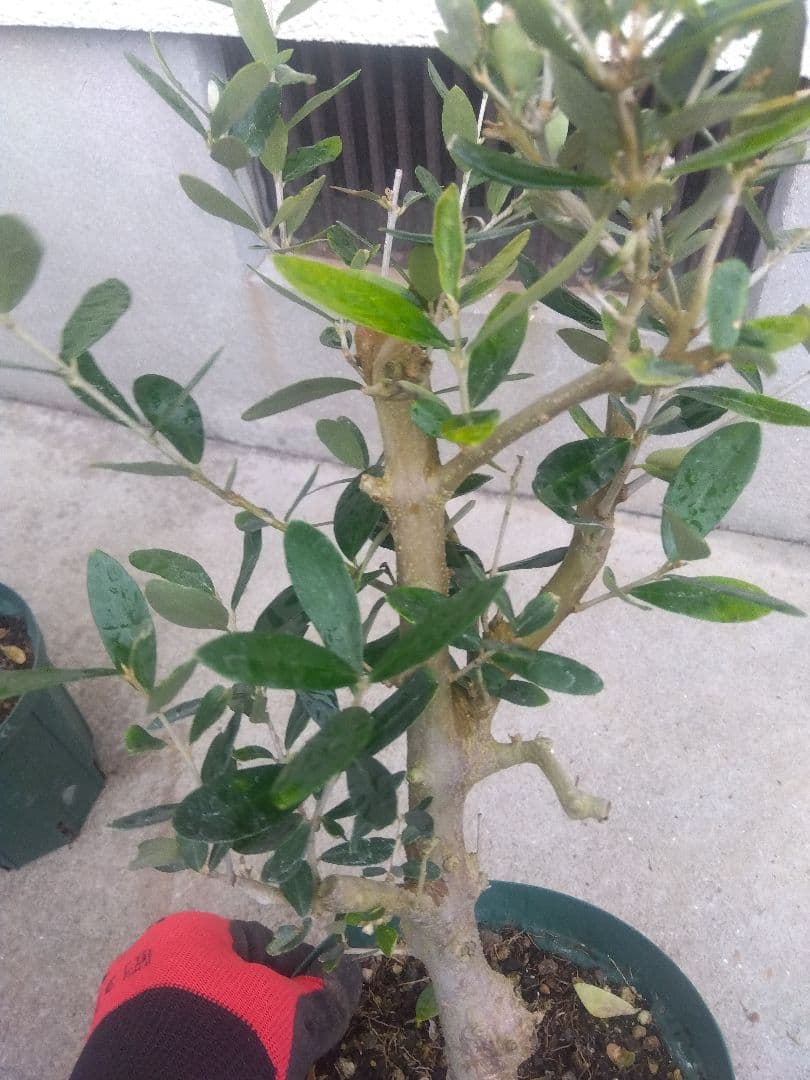 オリーブ　古木　盆栽　５号鉢つき　４鉢セット❗　　⑥
