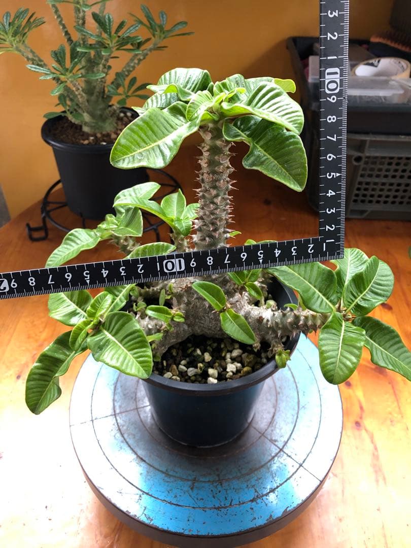 パキポディウム　ウィンゾリー　国内実生株　③