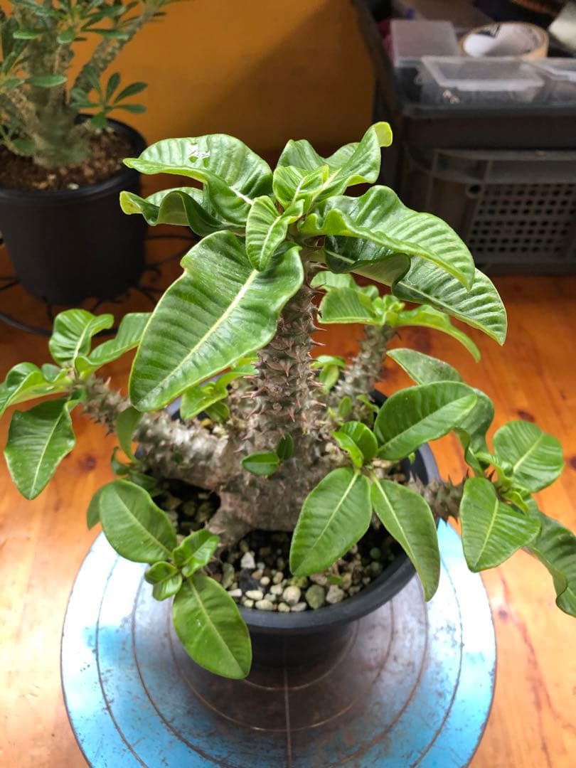 パキポディウム　ウィンゾリー　国内実生株　③