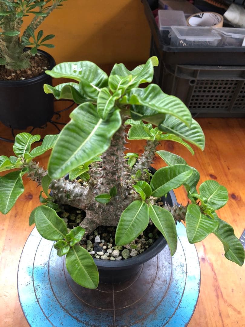 パキポディウム　ウィンゾリー　国内実生株　③