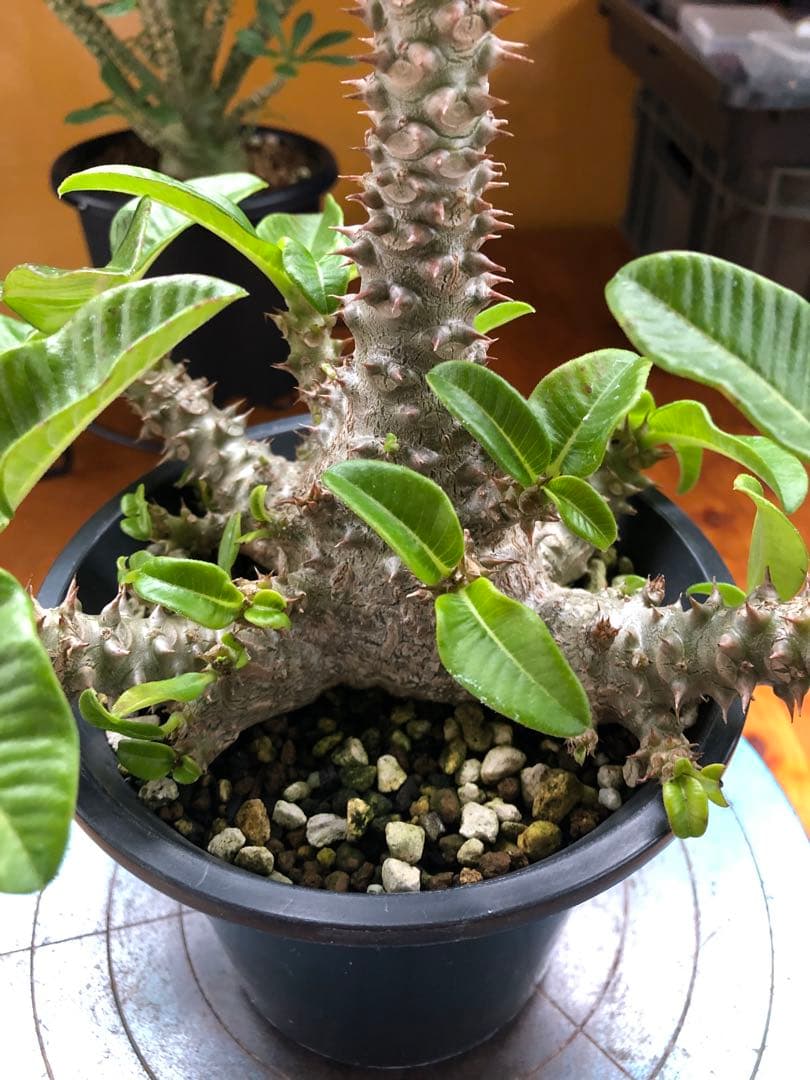 パキポディウム　ウィンゾリー　国内実生株　③