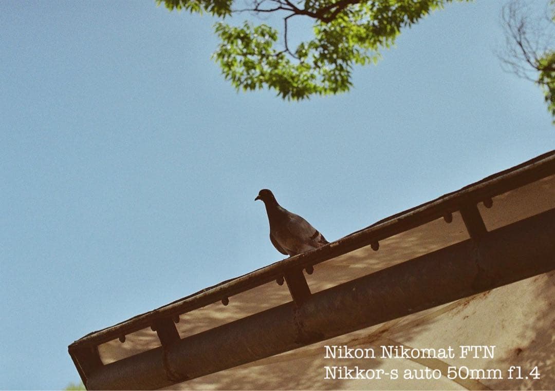 Nikon FTN◆nikkor f1.4★完動品＊美品＊初期保証★作例多数