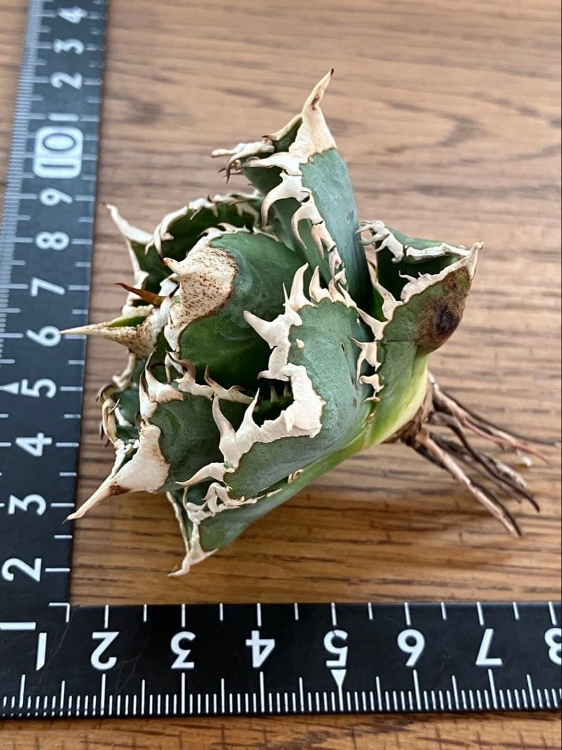 K*S様 【初売りオークション】84 選抜　コンパクト　アガベ　白豪刺　TC