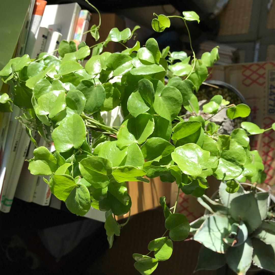 アフリカ亀甲竜迫力ある、大株です。葉を付けて、大きく成長しています。