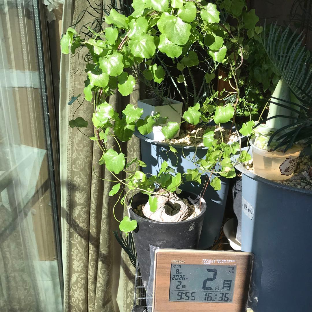 アフリカ亀甲竜迫力ある、大株です。葉を付けて、大きく成長しています。