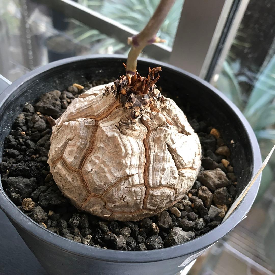 アフリカ亀甲竜迫力ある、大株です。葉を付けて、大きく成長しています。