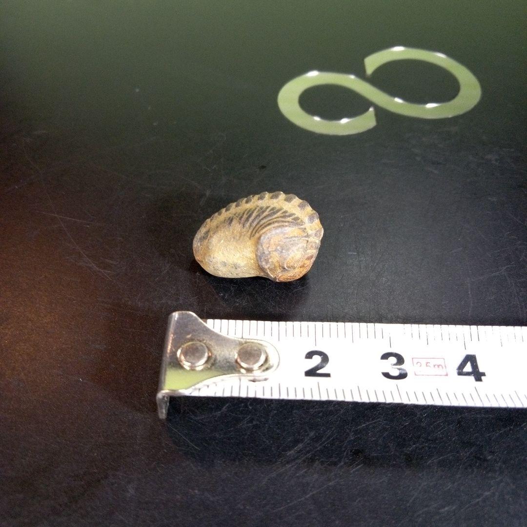 三葉虫　化石　fossil　ボリビア産　trilobite　ノジュール種類⑦