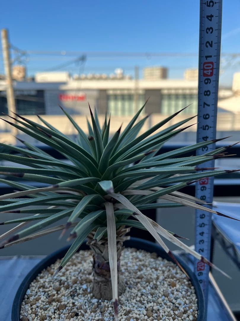 【タイムセール】ユッカ・ブレビフォリア / 国内実生 ヨシュアツリー 希少