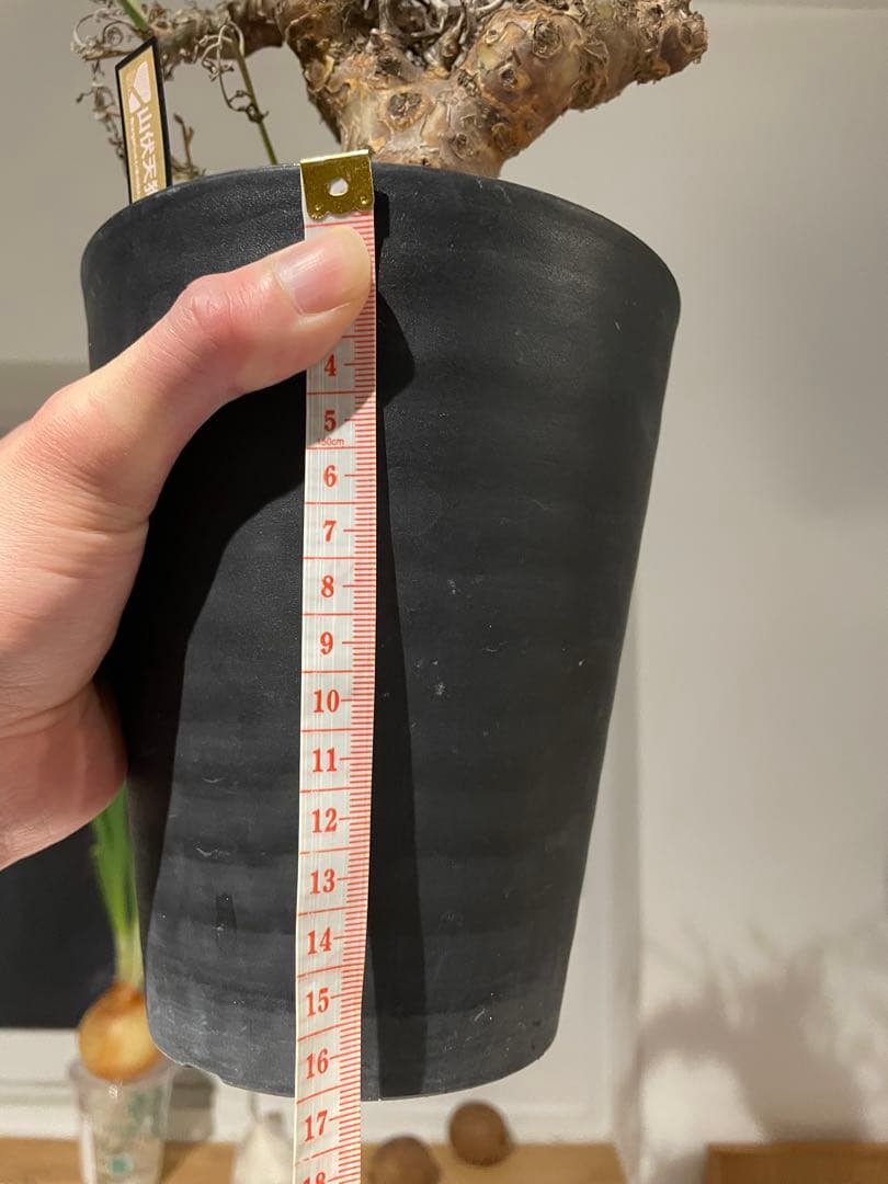 ペラルゴニウム・クリズミフォリウム②