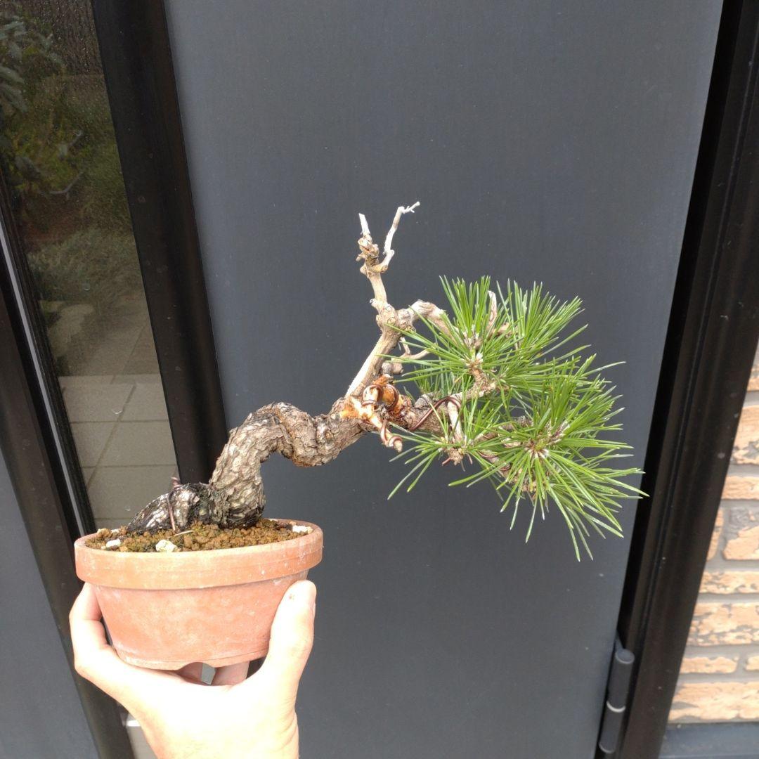 黒松 小品 盆栽 素材