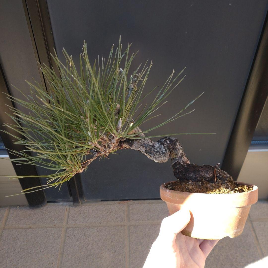 黒松 小品 盆栽 素材