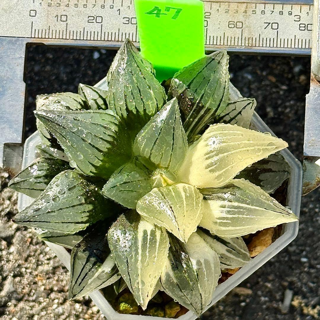 チ*ー様 アトロフスカミュータント錦　超美株　ハオルチア　観葉植物　47