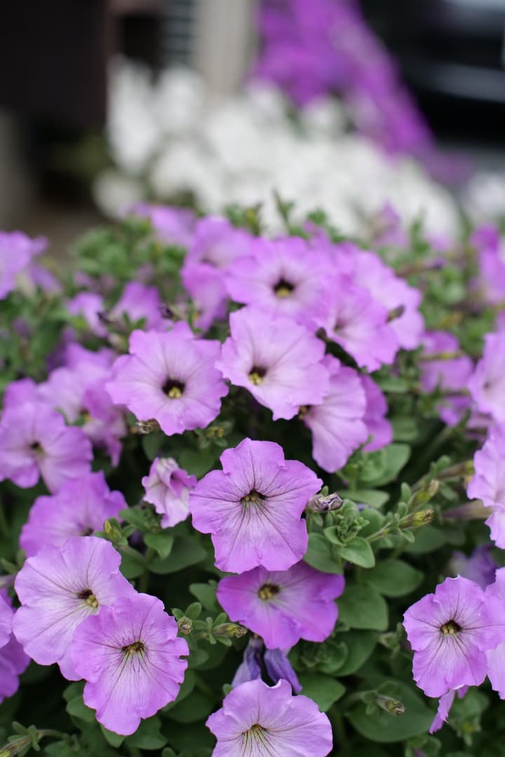 Canon LENS EF 50mm F1.4 フード付き