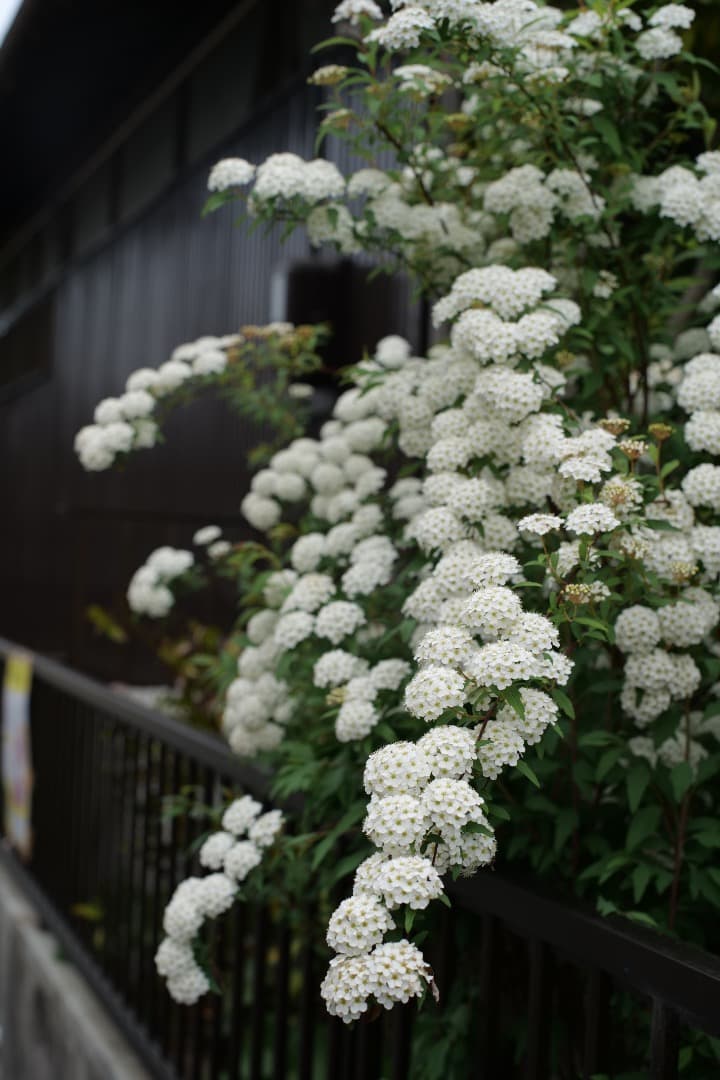 Canon LENS EF 50mm F1.4 フード付き