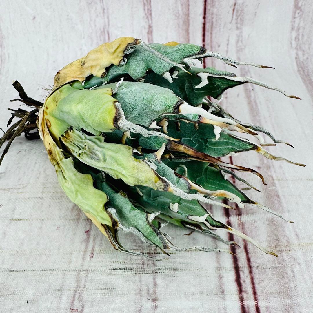 17 アガベ ユタエンシス エボリスピナ 陽炎 太葉