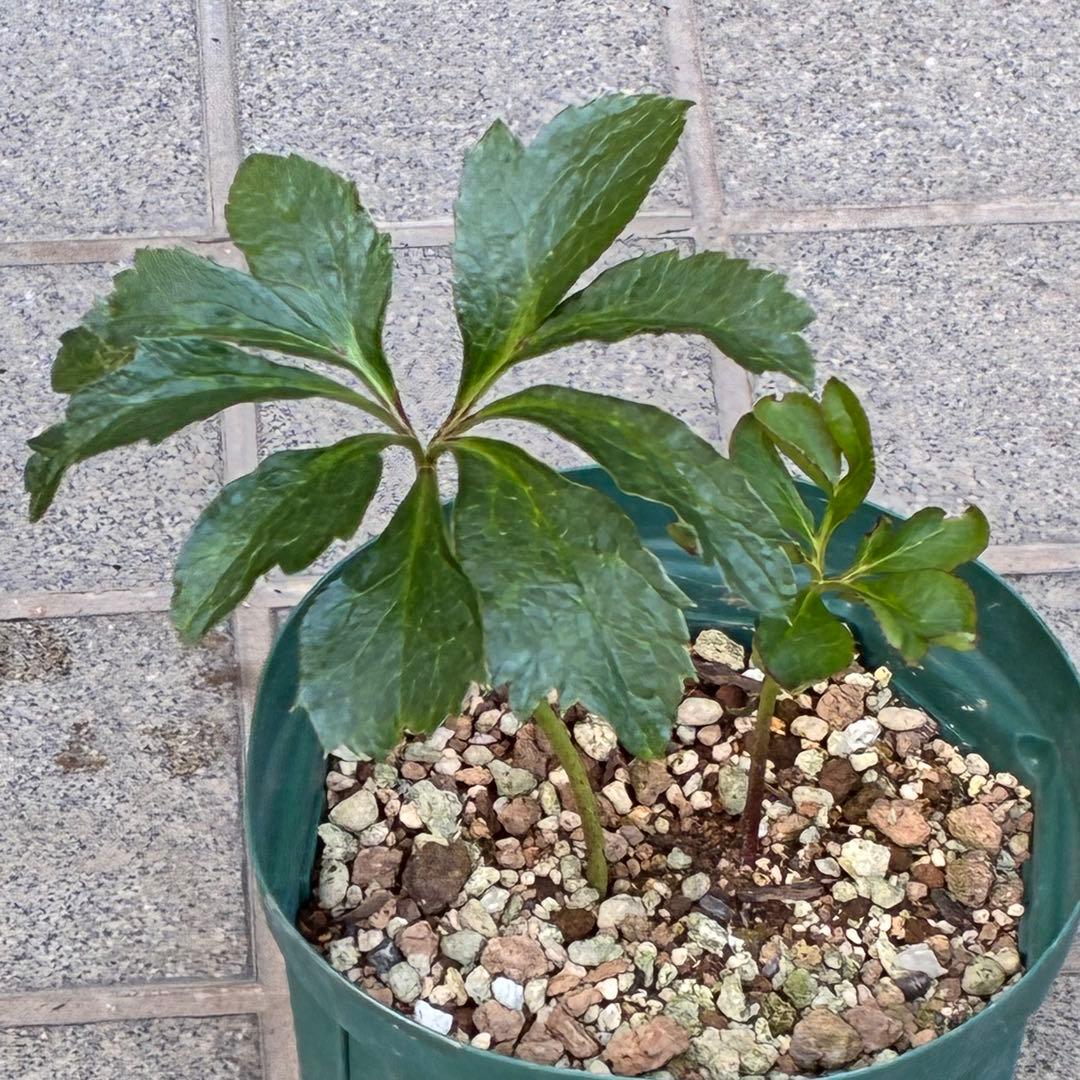 ヒ*ロ様 ☘️ラスト2☘️❤️根充実❤️しっかり新芽元気株❤️601【Ash】【