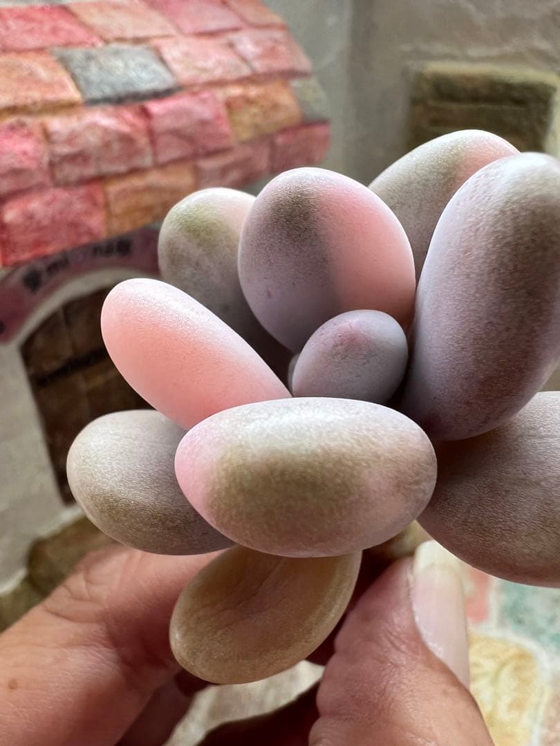 アメチスチヌム錦【特定記録付】