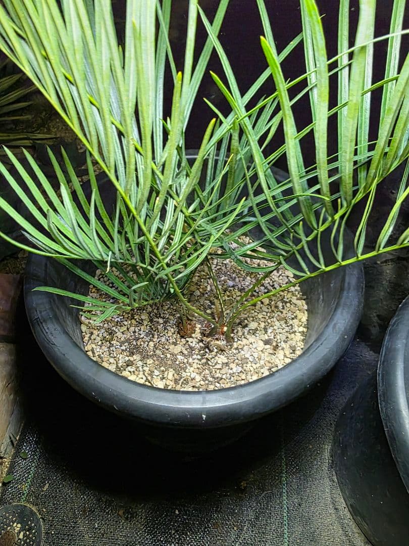 サイカスコッツシアーナ　（ダブルヘッド）