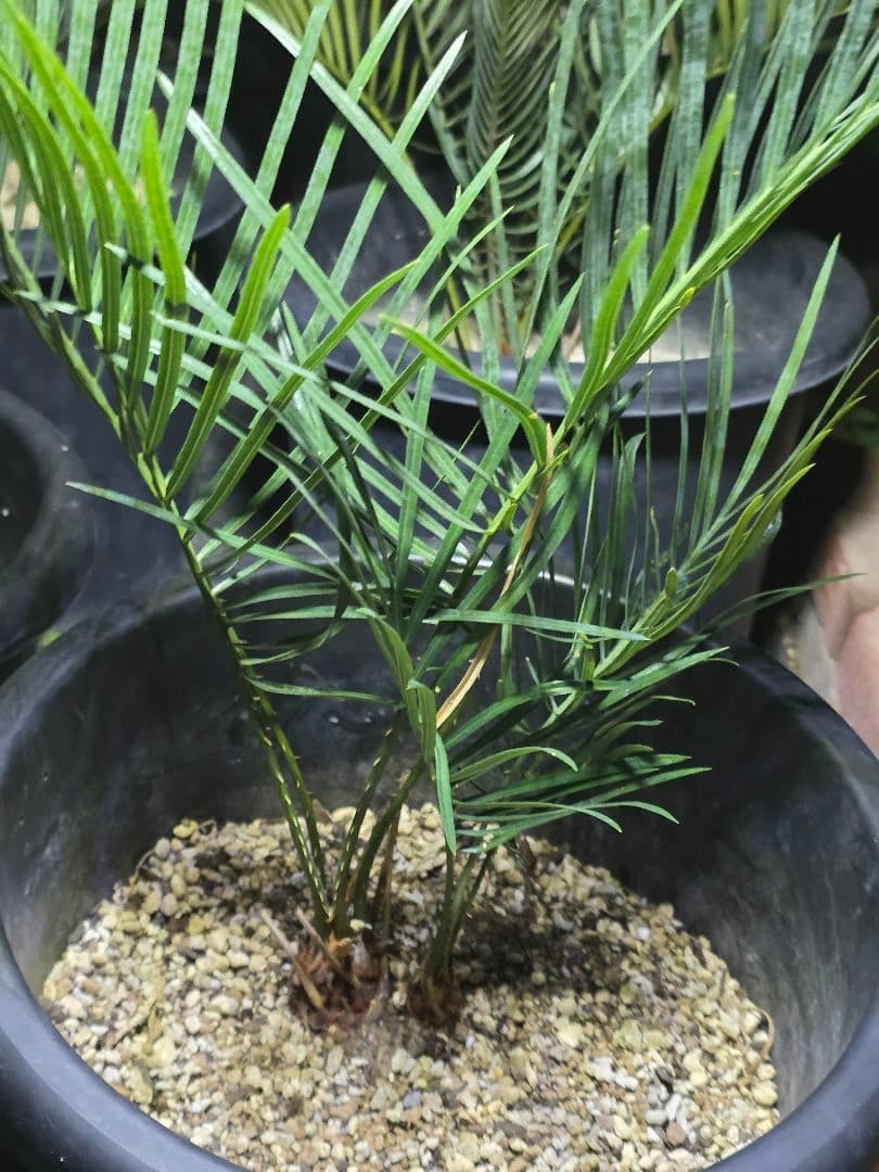 サイカスコッツシアーナ　（ダブルヘッド）