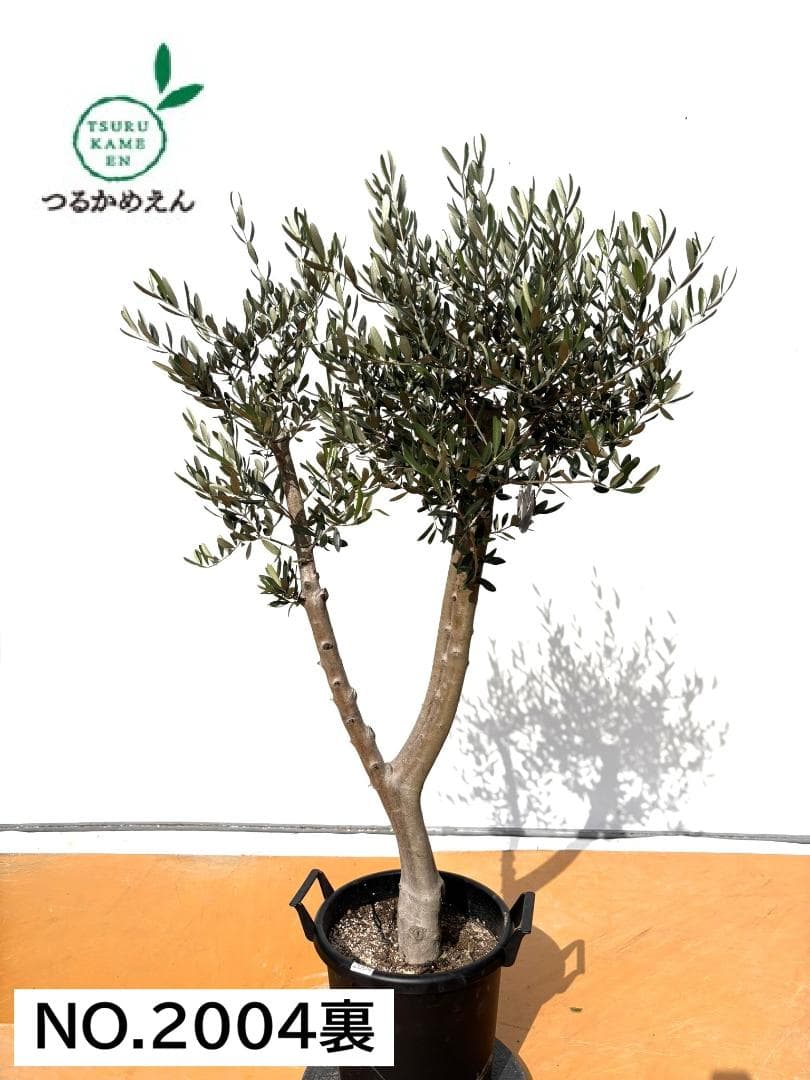 オリーブの木　ルッカ　約160cm　NO.2004　大型　人気品種　現品掲載