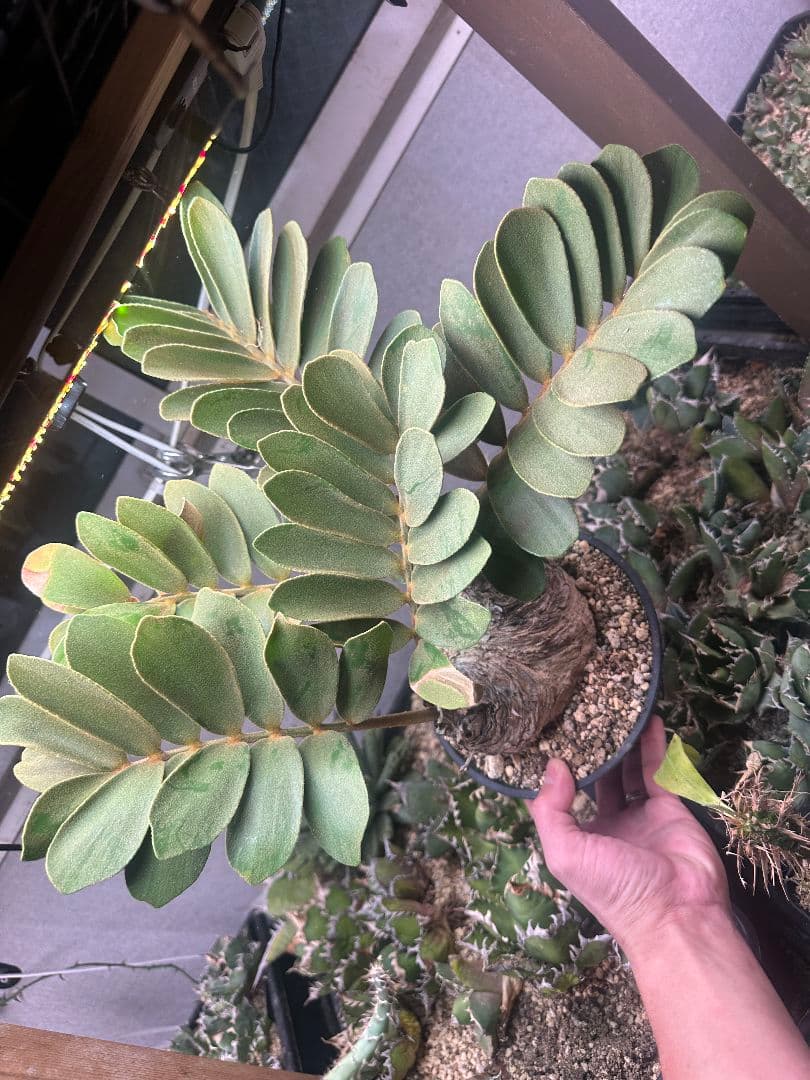 【サボテン_ザミヤ】 メキシコ蘇鉄 ザミヤ 現地球 ダブルヘッド 1