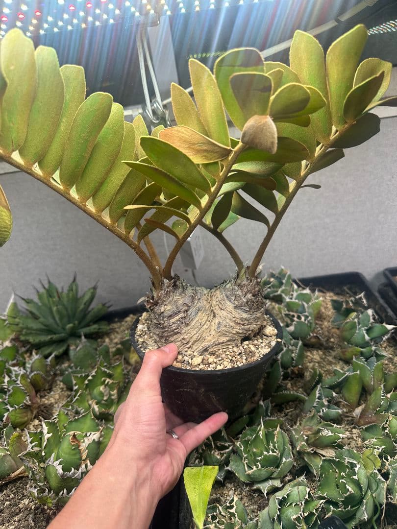 【サボテン_ザミヤ】 メキシコ蘇鉄 ザミヤ 現地球 ダブルヘッド 1