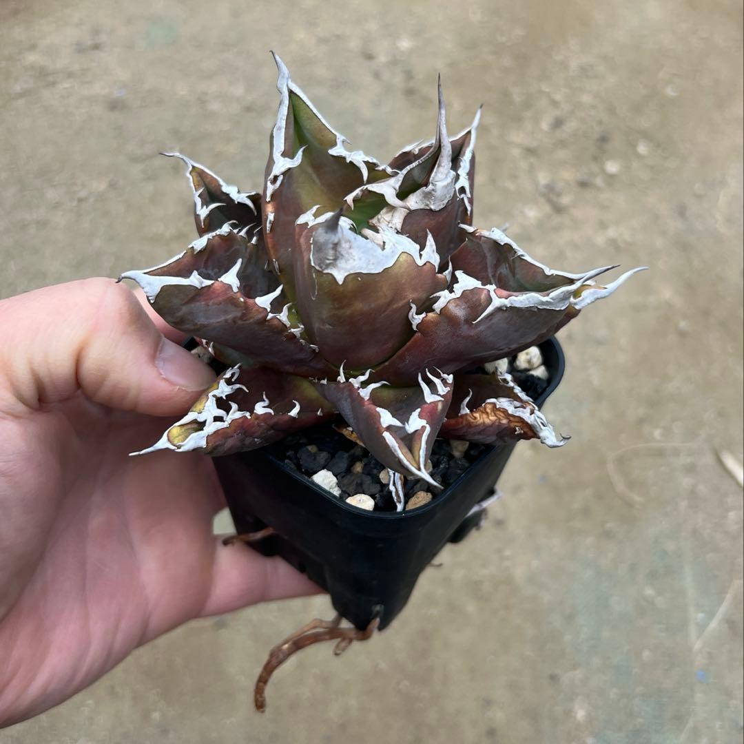 アガベ チタノタ　白火焔　活着済