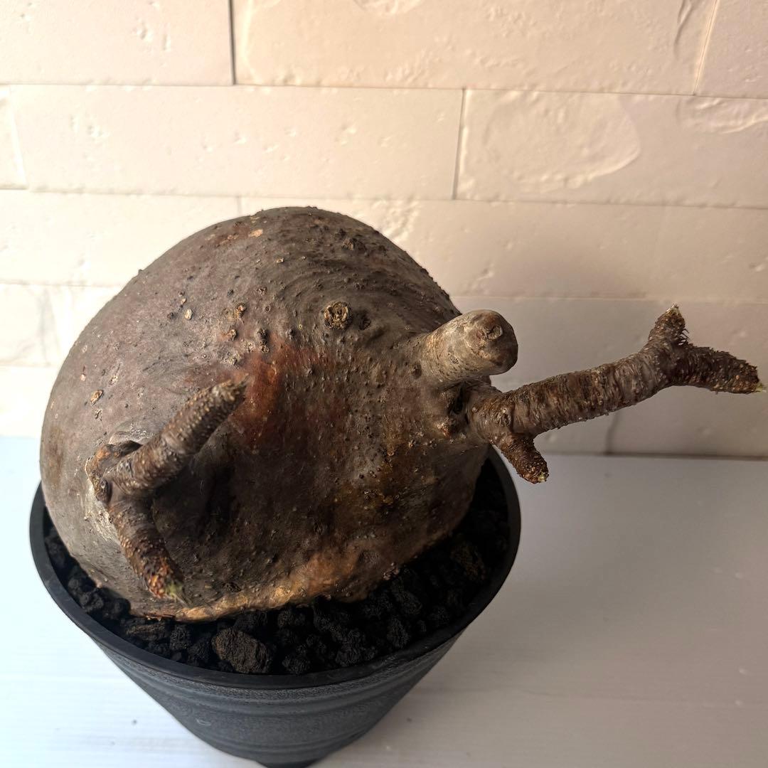 【紋次郎】PG40 パキポディウム グラキリス 発根済 現地株