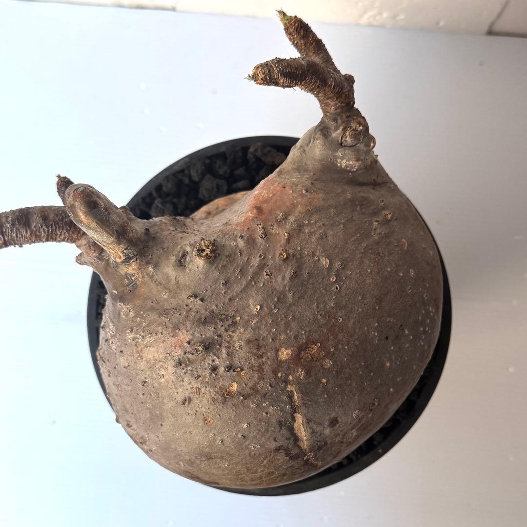 【紋次郎】PG40 パキポディウム グラキリス 発根済 現地株