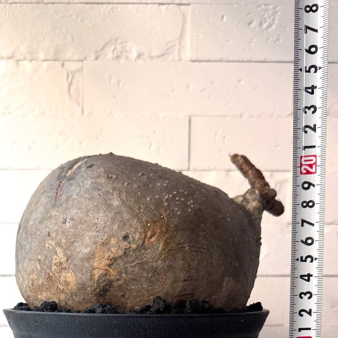 【紋次郎】PG40 パキポディウム グラキリス 発根済 現地株