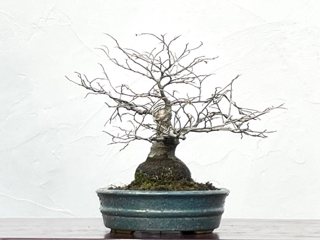 三河盆栽　エノキ　盆栽