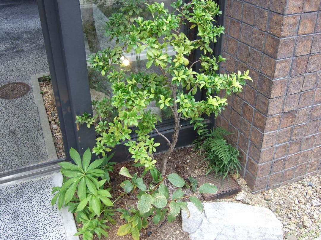 【美品✨】FUJIFILM FinePix F30 コンデジ CCD 作例あり