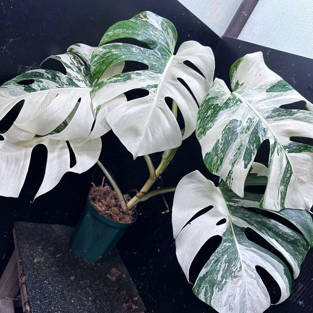 あ*こ様 斑入りモンステラ ホワイトタイガー極美大株62cm白斑多