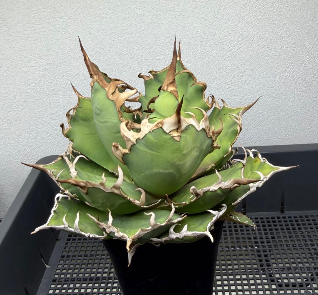 アガベ　シーザー　子株付き　特選株　チタノタ　鉢ごと　メルカリ便