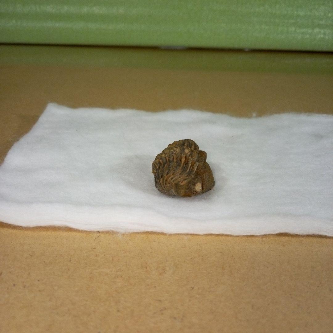 三葉虫　化石　三葉虫化石　究極のレトロ　fossil　ボリビア産　化石管理番号⑰