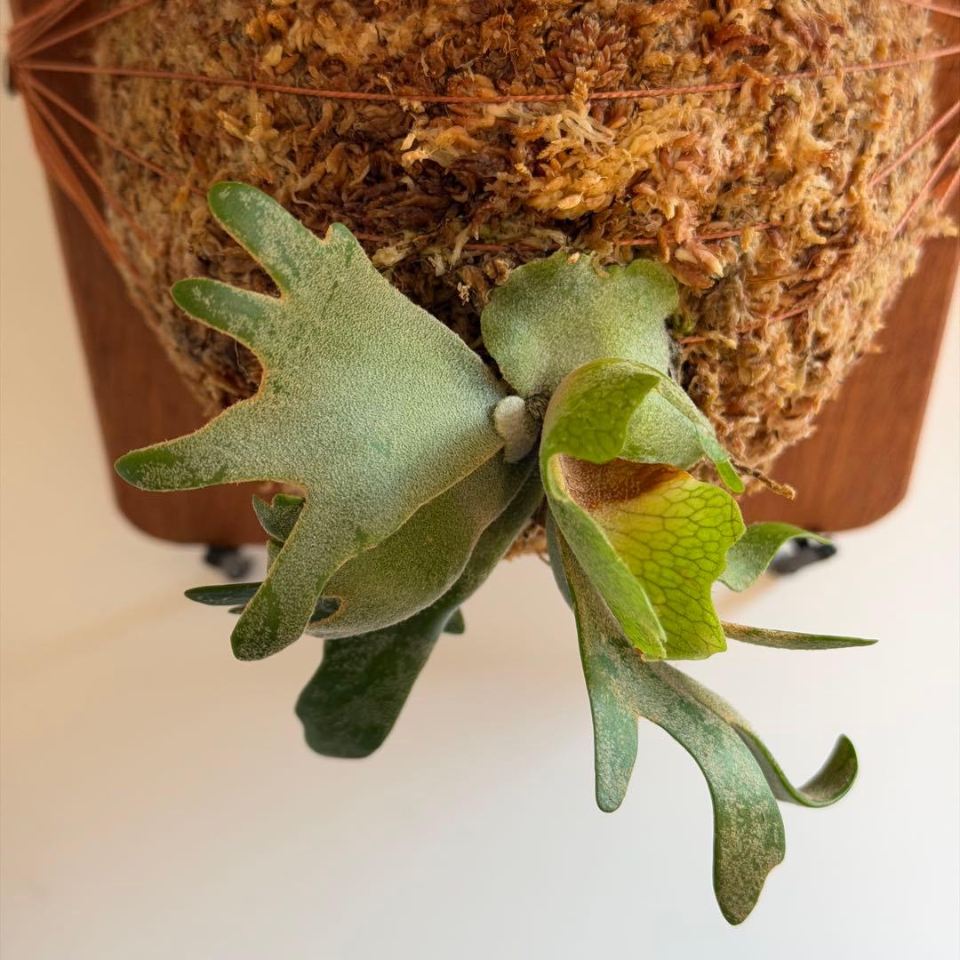 板付　ビカクシダ P. Willinckii Golden Boy