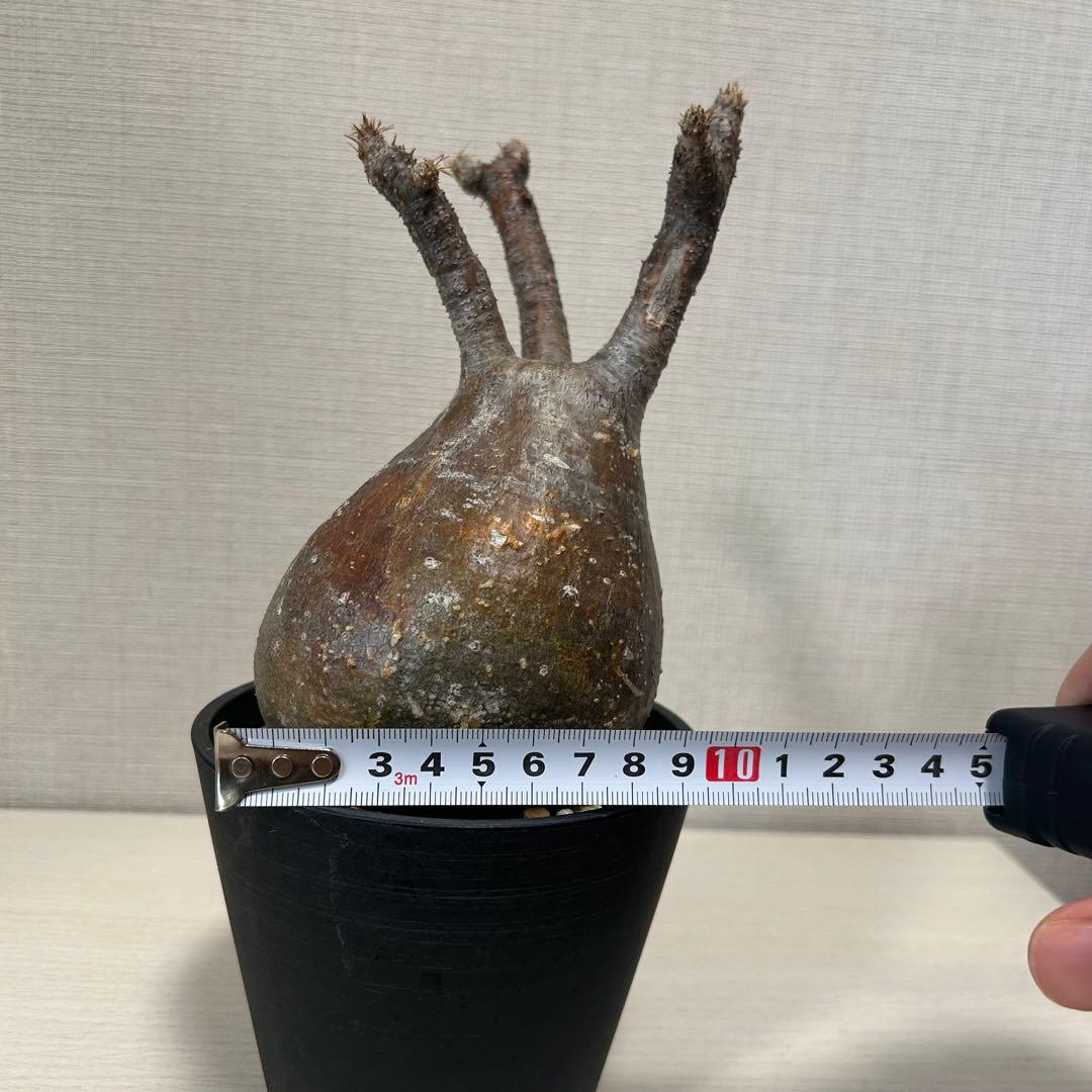 パキポディウム・グラキリス⑦ 発根済み　現地球